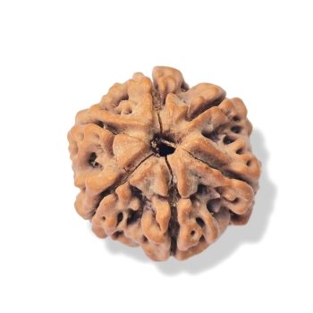 Rudraksha - Rudraksza 6 twarzy (mukhi)